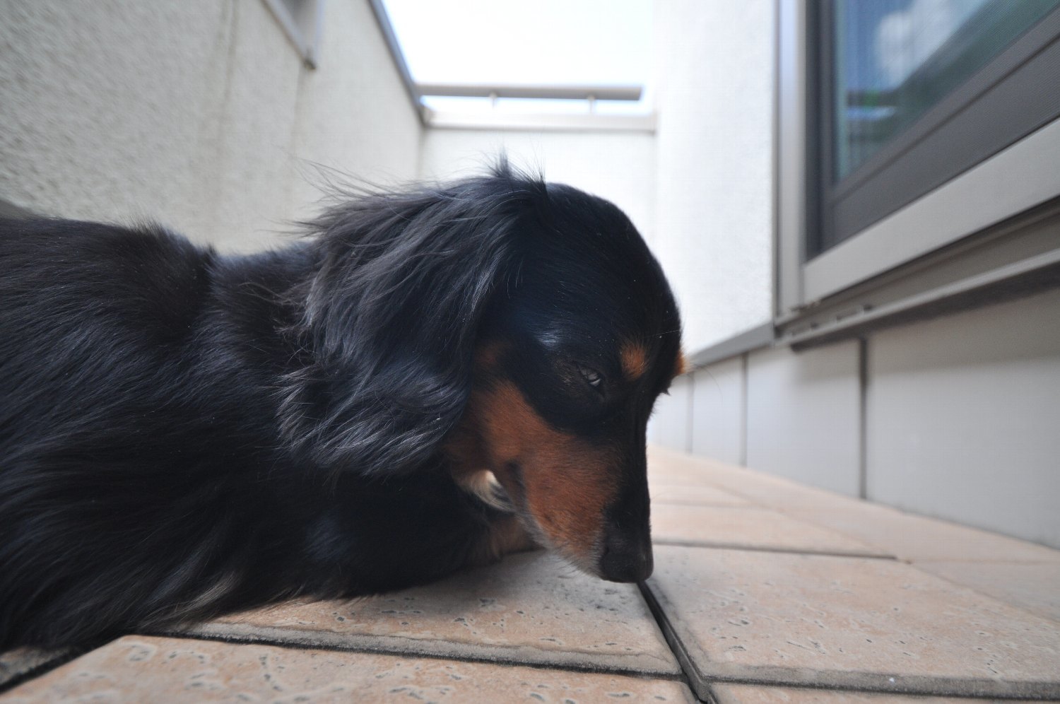 SIGMA 10-20mm で ミミちゃん を_b0069128_08042008.jpg