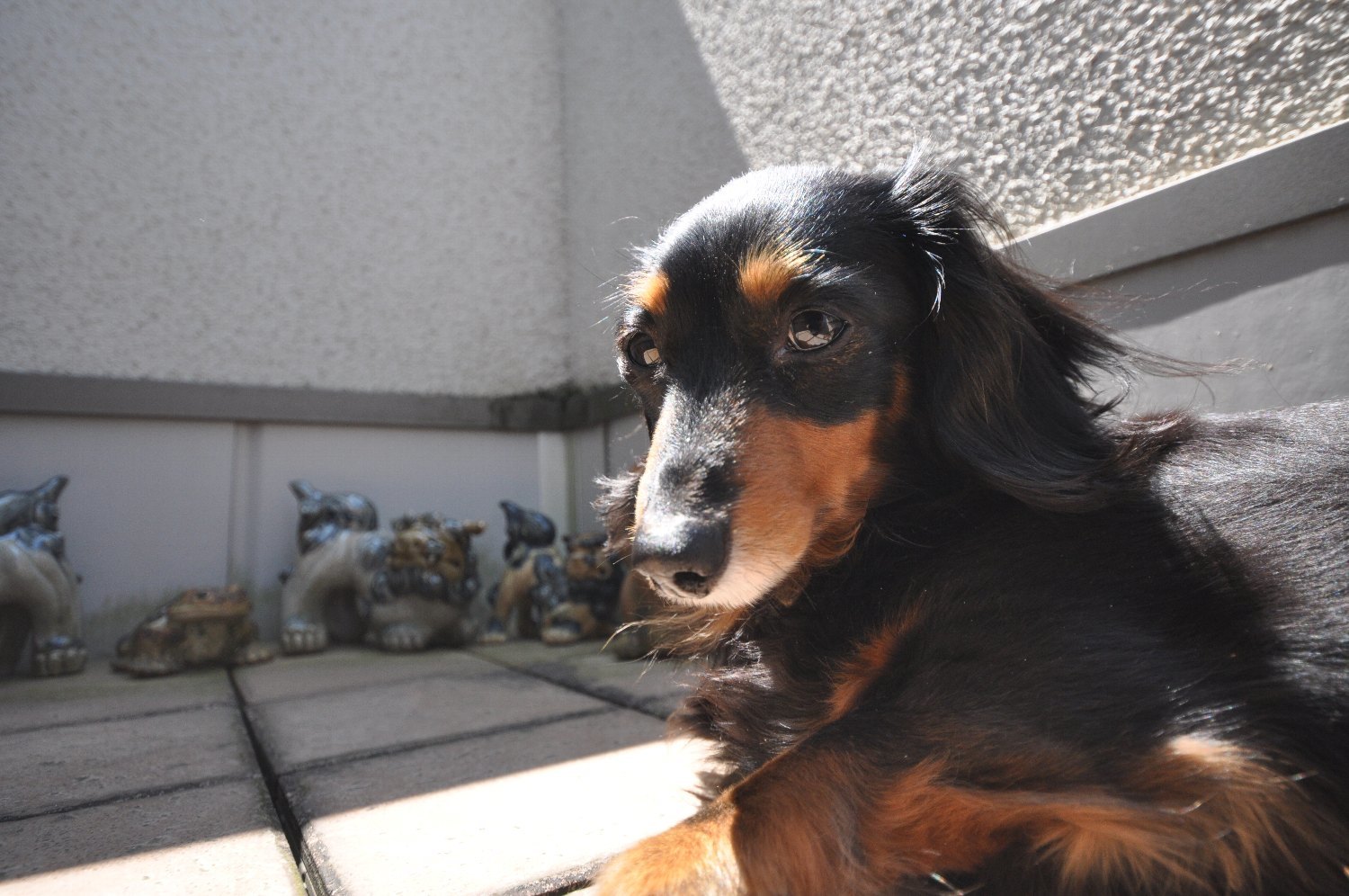 SIGMA 10-20mm で ミミちゃん を_b0069128_08042858.jpg