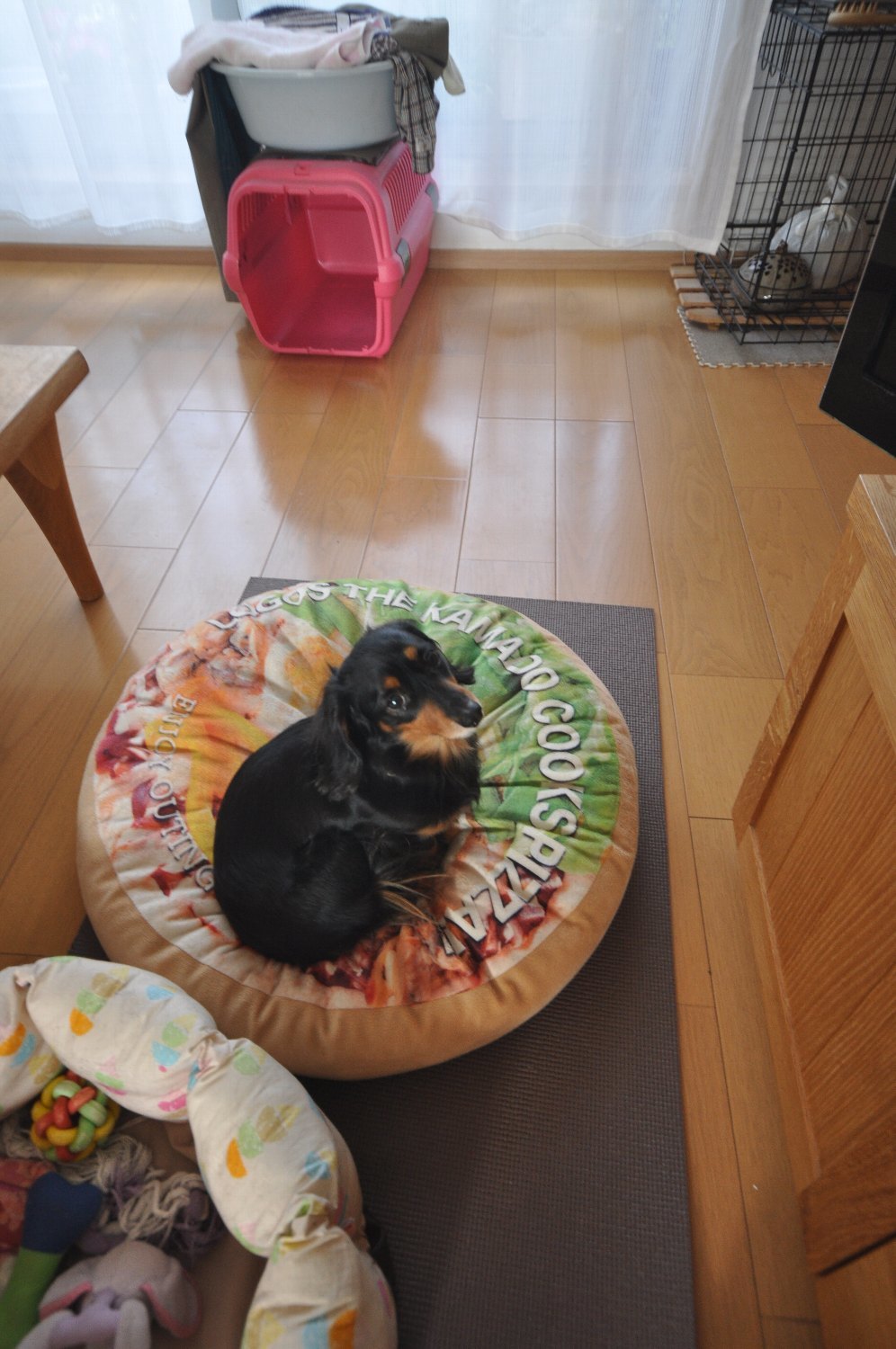SIGMA 10-20mm で ミミちゃん を_b0069128_08093412.jpg