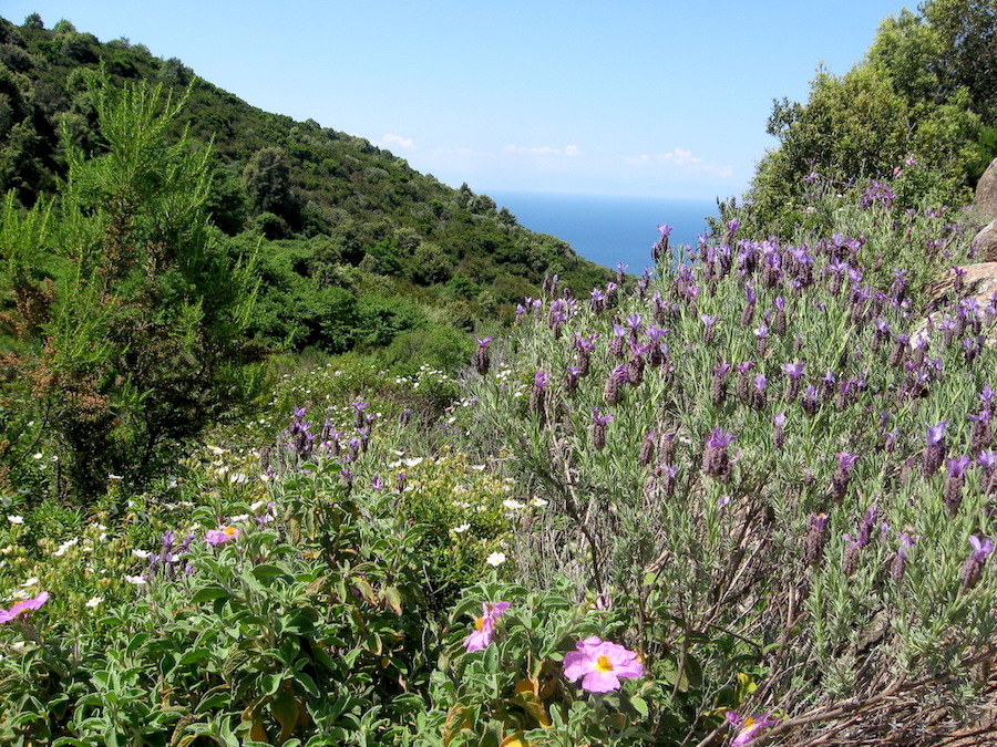 行きたいなラベンダー花満ちるエルバ島_f0234936_8422666.jpg