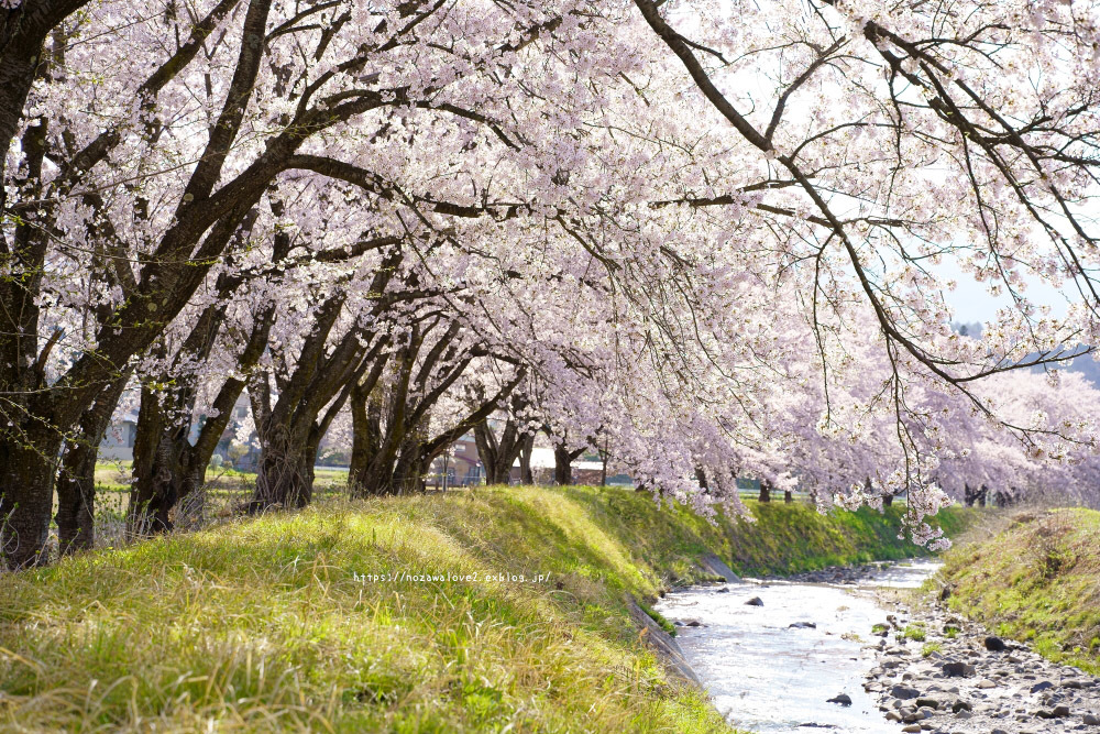 飯山市　皿川の桜並木_b0404739_22200310.jpg