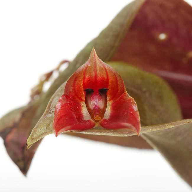 Lepanthes fimbriota レパンテス　パルダリウム　エクアドル