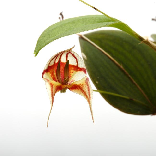 New arrival plants | 新掲載植物 レパンテス、トリセテラなどの New arrival plants | 新掲載植物 レパンテス、トリセテラなどの
