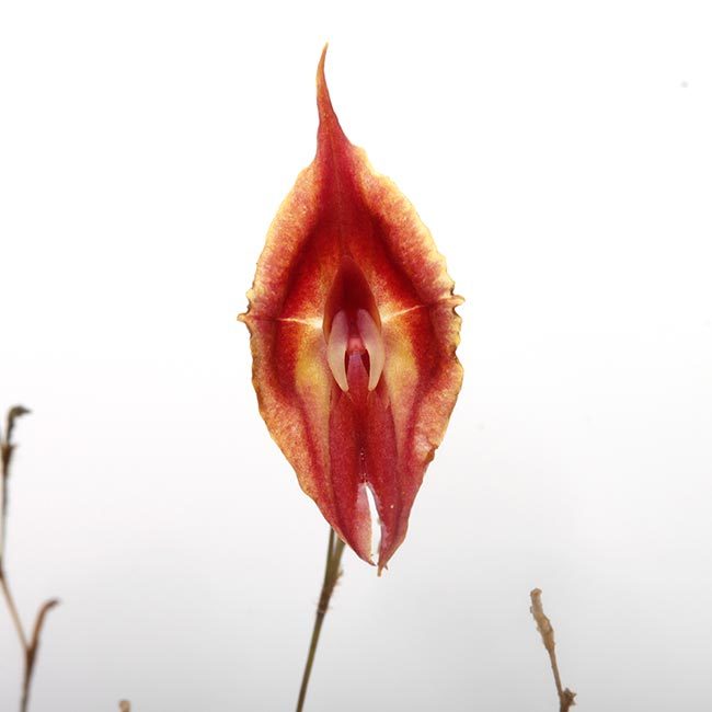 New arrival plants | 新掲載植物 レパンテス、トリセテラなどの New arrival plants | 新掲載植物 レパンテス、トリセテラなどの