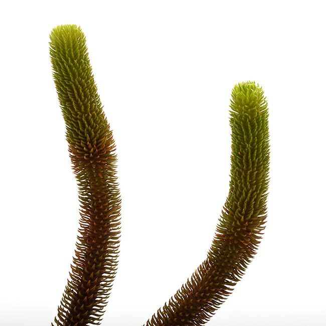 New arrival plants | 新掲載植物 レパンテス、トリセテラなどの New arrival plants | 新掲載植物 レパンテス、トリセテラなどの