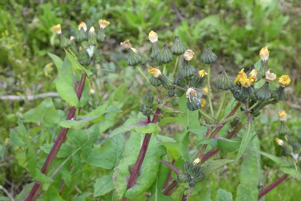 旅に出る ノゲシとオニノゲシ そらいろのパレット