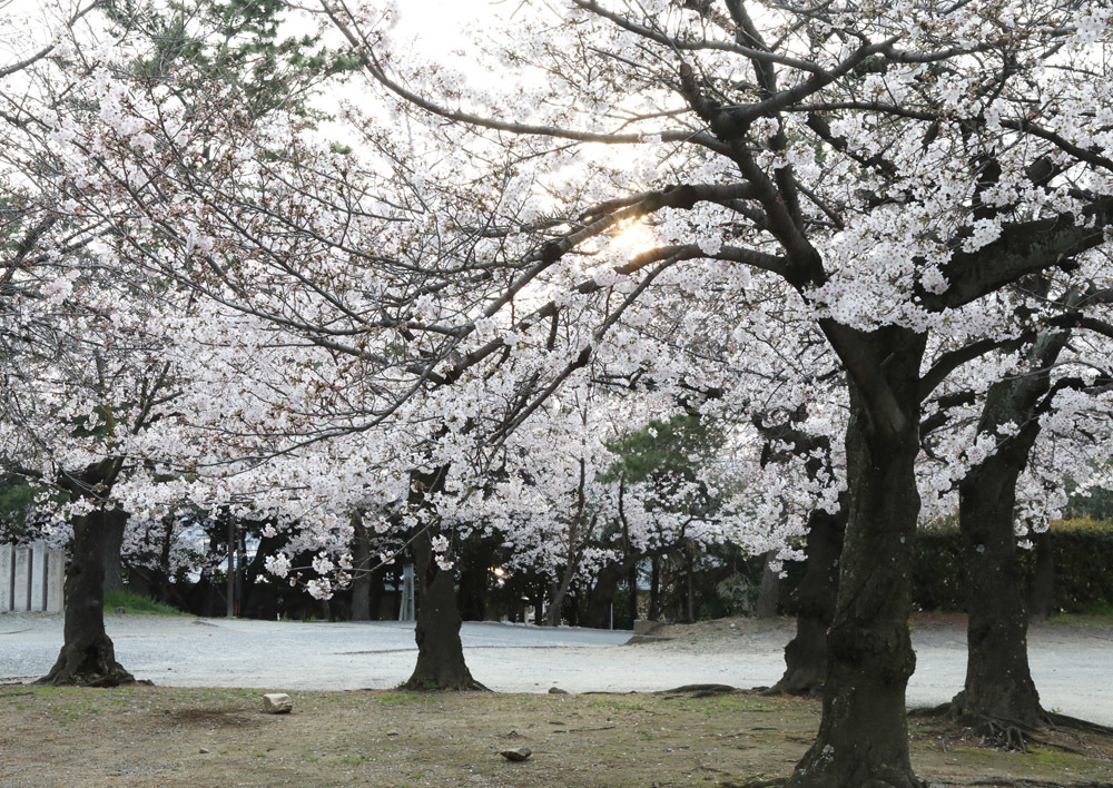 大阪　藤井寺市　道明寺天満宮　桜_c0108146_23580862.jpg