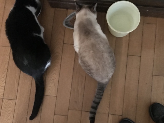 夢想_d0101846_07380776.jpeg