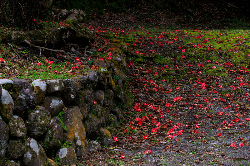 落椿（八瀬　花尻の森）_f0155048_183977.jpg