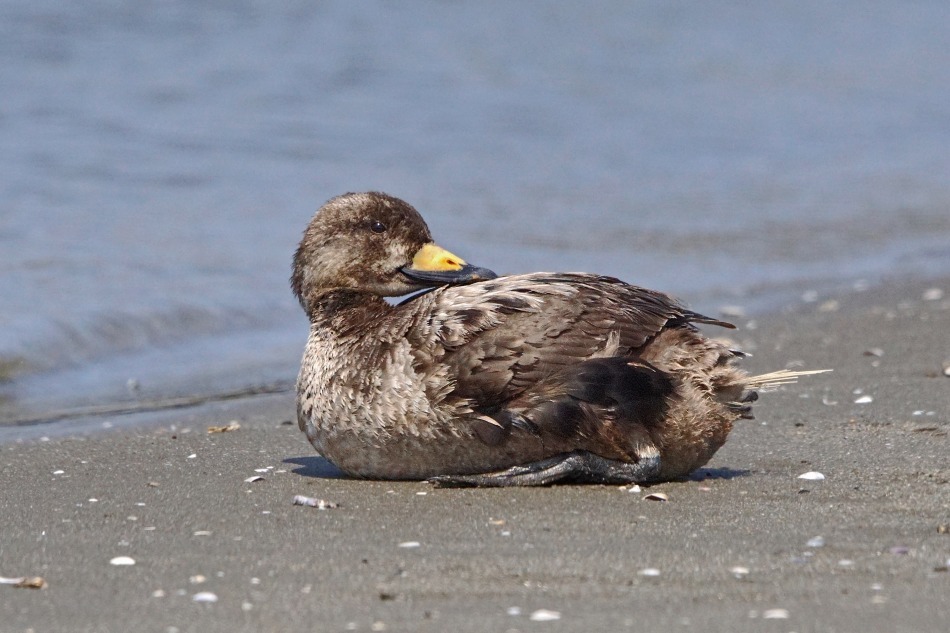 クロ 幼鳥 ♂ 2020-05-04 更新_e0229455_14380495.jpg