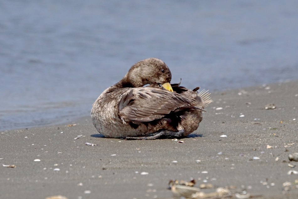クロ 幼鳥 ♂ 2020-05-04 更新_e0229455_14381039.jpg