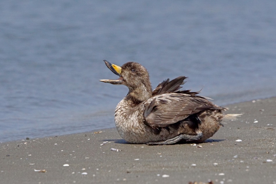 クロ 幼鳥 ♂ 2020-05-04 更新_e0229455_14381660.jpg