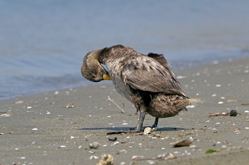 クロ 幼鳥 ♂ 2020-05-04 更新_e0229455_14382117.jpg