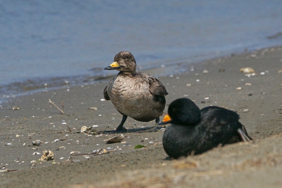 クロ 幼鳥 ♂ 2020-05-04 更新_e0229455_14382829.jpg