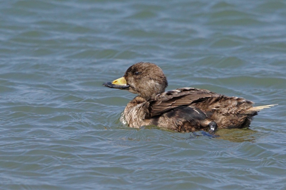 クロ 幼鳥 ♂ 2020-05-04 更新_e0229455_14383970.jpg