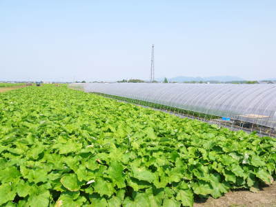 熊本県産!有機栽培の水田ごぼう 先行予約受付スタート!令和2年は5月12日(火)より発送します!!_a0254656_17153926.jpg
