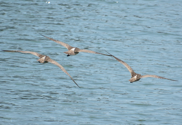 チュウシャクシギ飛び立つ_b0366871_21225266.jpg