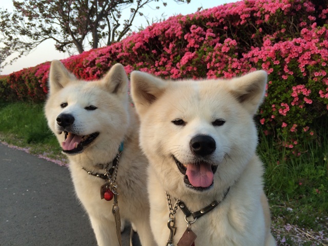 写真っていいな^^_c0257276_19522974.jpg