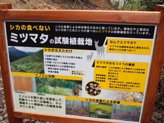 ミツマタ試験植栽地~点検~_a0166183_12044870.jpg
