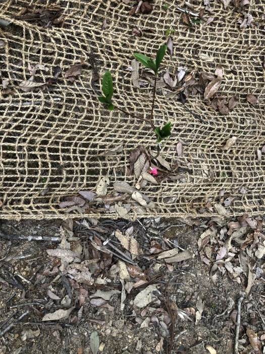 ミツマタ試験植栽地~点検~_a0166183_12050305.jpg