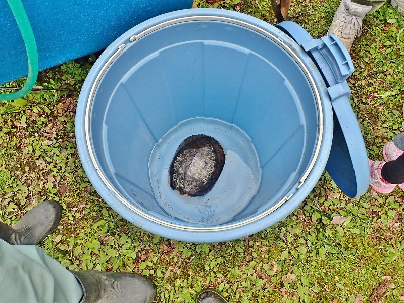 29日には毘沙門堂の「琵琶湖池」で泥上げ作業がありました_c0336902_21404770.jpg