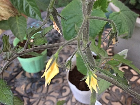 サラダ用 野菜の苗3種類植えました~♬_d0046702_20353529.jpg