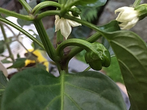 サラダ用 野菜の苗3種類植えました~♬_d0046702_20361107.jpg