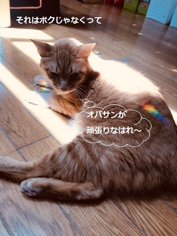 虹をGET!_f0242002_19392379.jpg