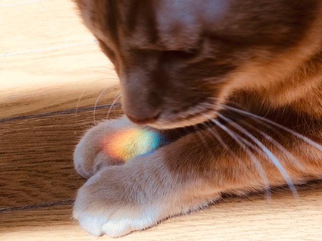 虹をGET!_f0242002_19394696.jpg