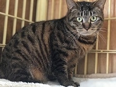 里親さま募集中 ☆ 吉丸_f0242002_20000083.jpg