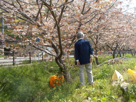 もう一度普賢象。魚沼新緑。緑花文化士。_a0203003_20015000.jpg