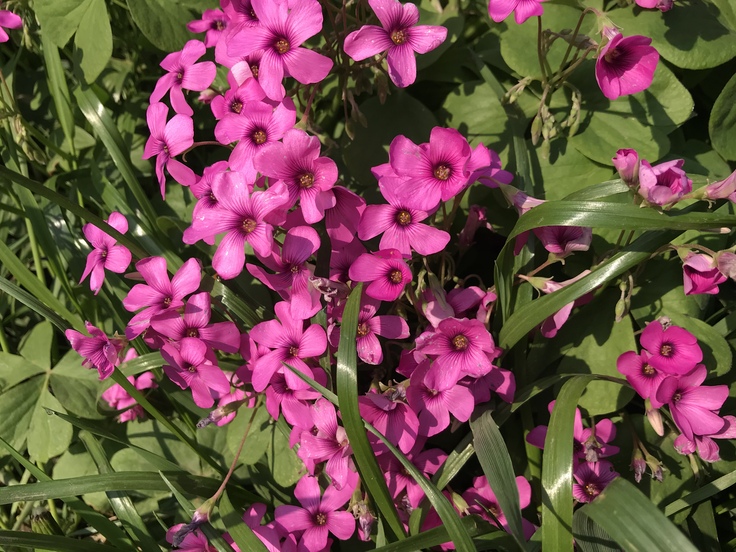信玄餅と花☆花より団子!?_c0212604_1912087.jpg