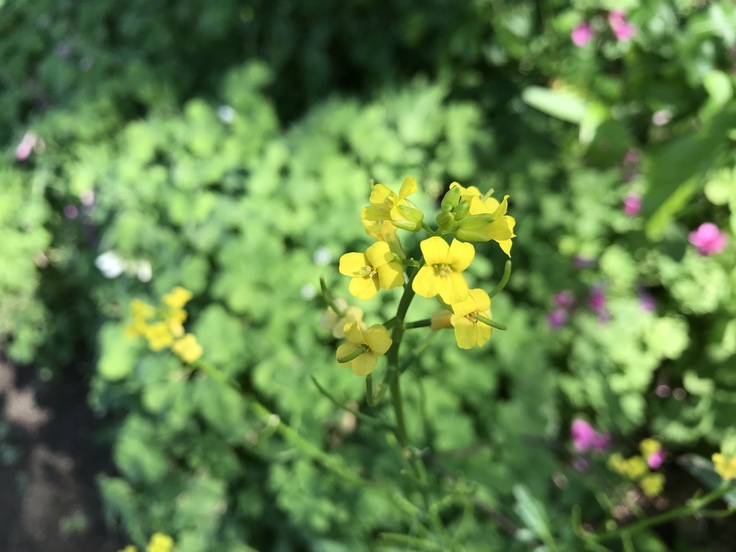 信玄餅と花☆花より団子!?_c0212604_192564.jpg