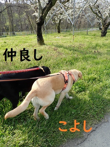 悲喜こもごも_c0182012_09170054.jpg