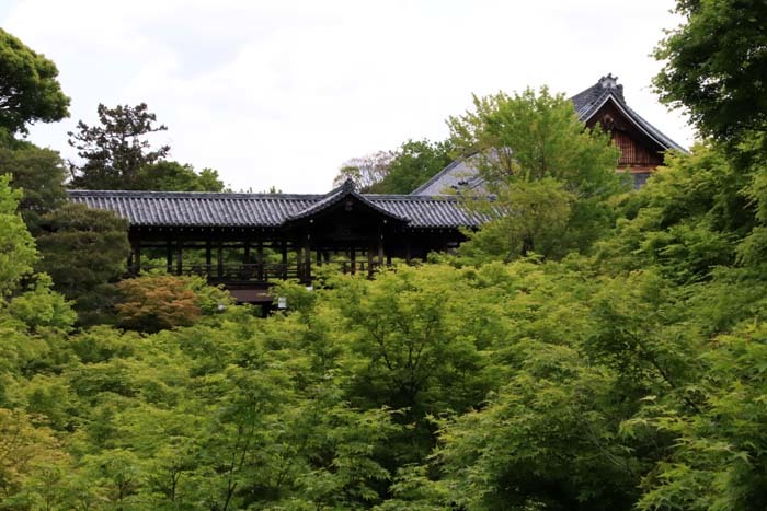 東福寺　青もみじ_e0048413_20145752.jpg