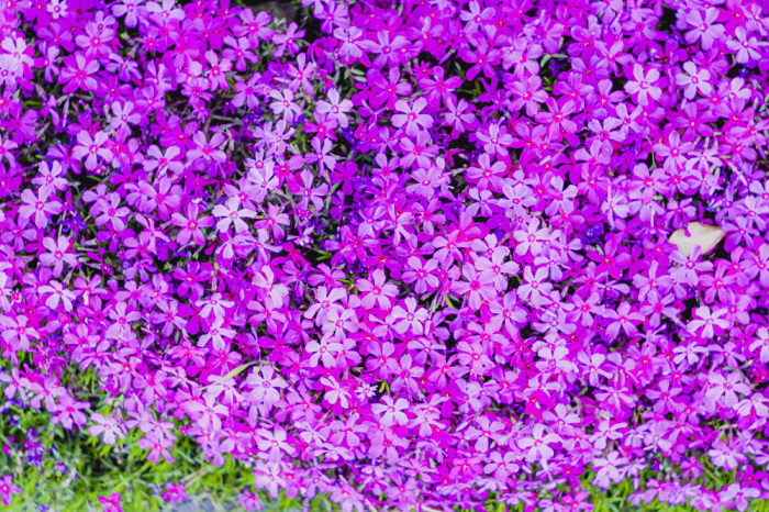 芝桜_d0265224_22385127.jpg