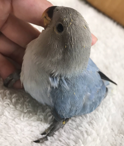 コザクラインコの雛 販売中 コザクラインコ東京 コザクラインコの雛 販売中 コザクラインコ東京
