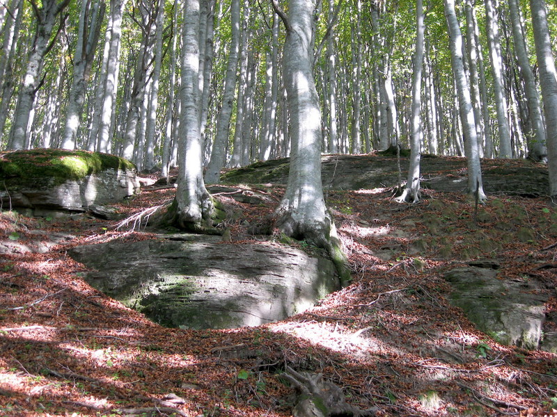 第２４号(1)「90kmの巡礼の旅〜聖なる森林の山道 Il Sentiero delle Foreste Sacre」_f0234936_23244390.jpg