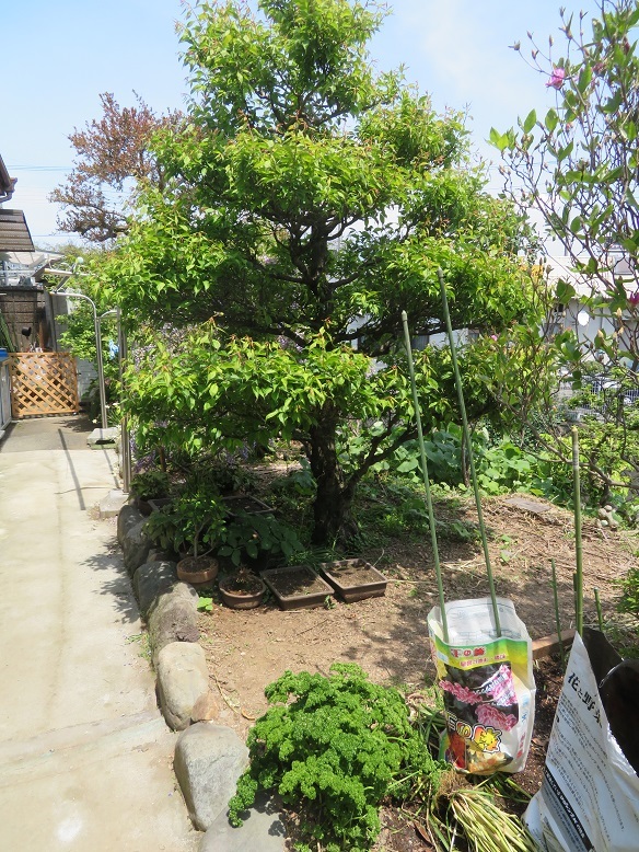 庭の木と花と野菜。_b0089338_01452379.jpg