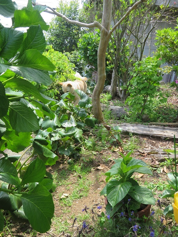 庭の木と花と野菜。_b0089338_01453316.jpg