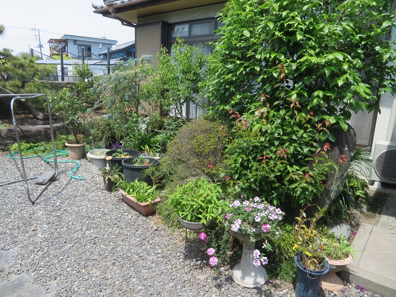 庭の木と花と野菜。_b0089338_01454141.jpg
