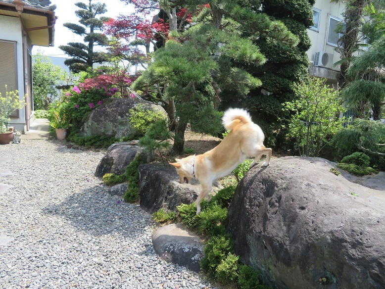 庭の木と花と野菜。_b0089338_01454853.jpg