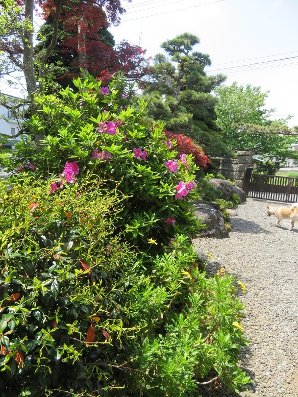 庭の木と花と野菜。_b0089338_01455696.jpg