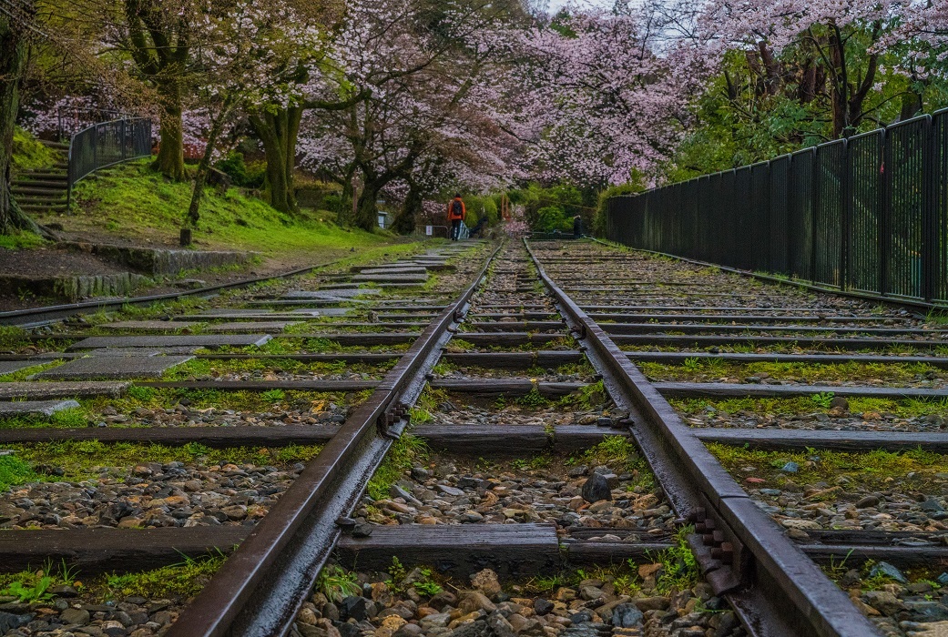 2020京都桜～インクラインの桜_e0363038_20525949.jpg