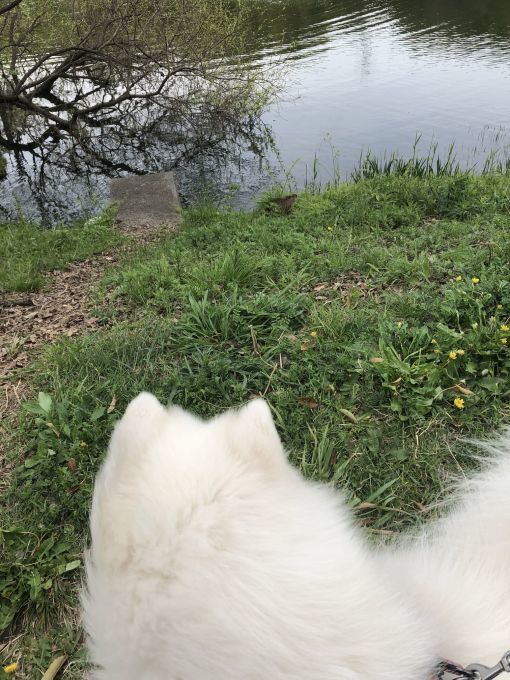 2020年4月後半 インスタ写真集 その2_f0128542_01503240.jpg