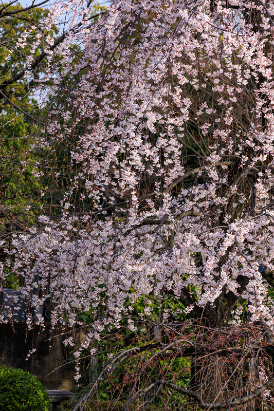 2020桜咲く京都 上品蓮台寺のしだれ桜_f0155048_23523645.jpg