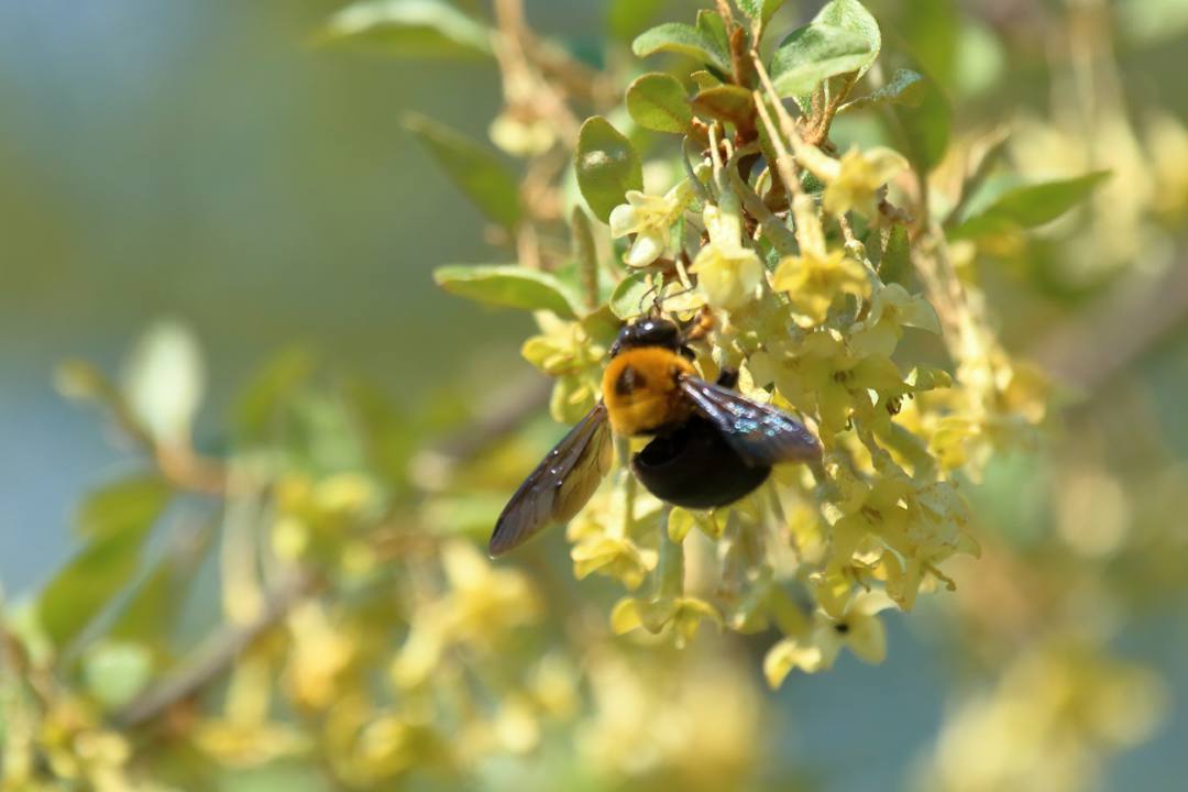 クマバチ_e0403850_22074722.jpg