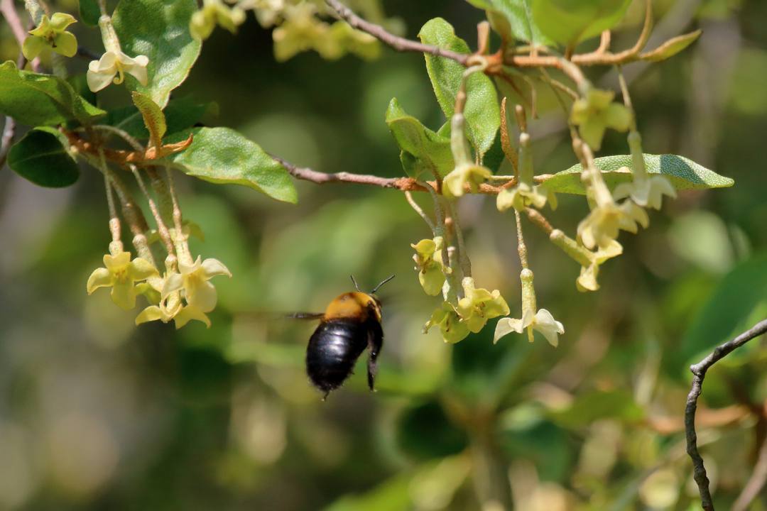 クマバチ_e0403850_22190655.jpg