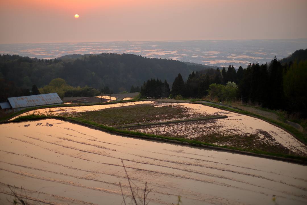 クマバチ_e0403850_23112804.jpg