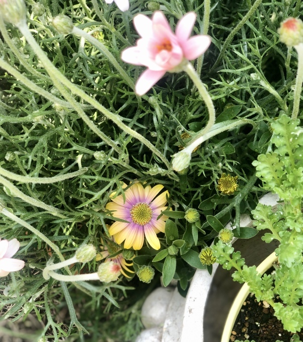 ど根性のお花達♡と、昨日咲いたバラ&#127801;_a0396654_17394356.jpeg
